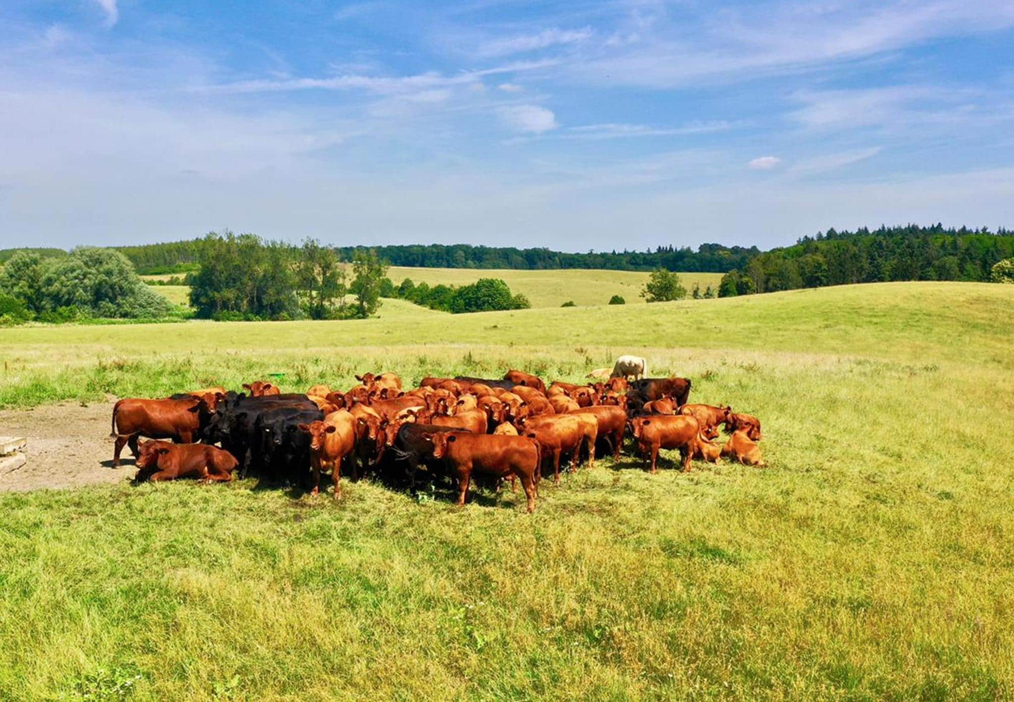Rindernieren-Kapseln aus 100% Grasgefütterten Rindern – Bild 2